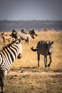 Zebras on a field