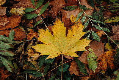 Close-up of maple leaves on plant