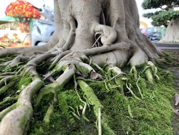 Close-up of statue against plants