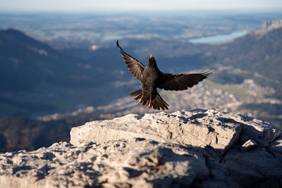 Low angle view of bird flying against mountain