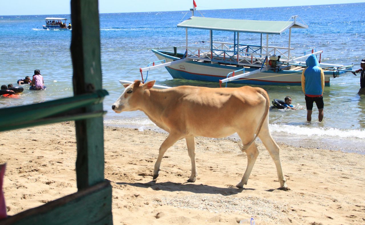 sea, beach, water, shore, sand, horizon over water, animal themes, domestic animals, dog, mammal, one animal, pets, vacations, full length, men, leisure activity, wave, nature, tranquil scene