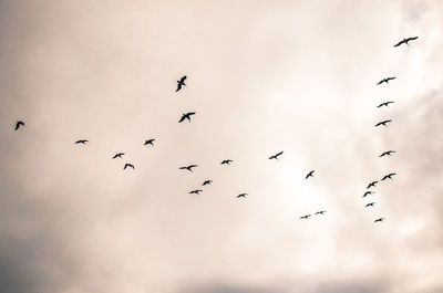 Low angle view of birds flying in sky