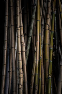 Full frame shot of bamboo