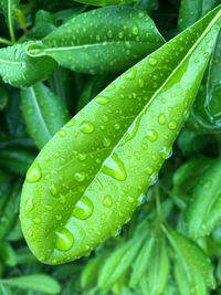 Close-up of wet leaves on rainy day