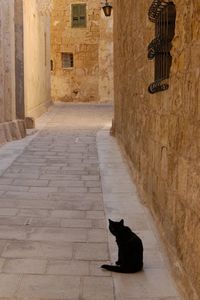 Cat sitting on alley amidst buildings
