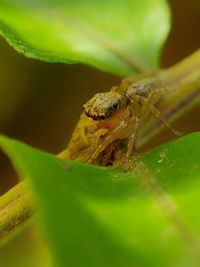 Close-up of spider on leaf