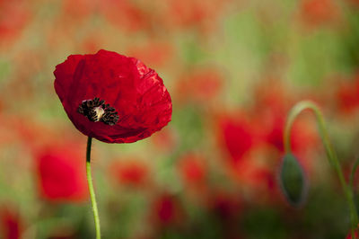 Close-up of red poppy blooming outdoors