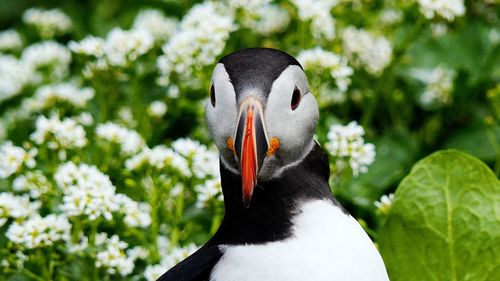 Puffin at hornøya