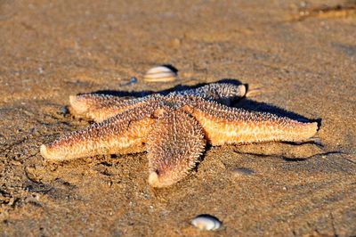 Close-up of a starfish on sand