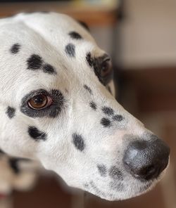 Close-up portrait of a dalmatian dog 