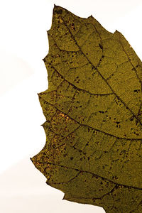 Low angle view of leaf against clear sky