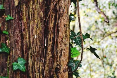 Close-up of tree trunk in forest