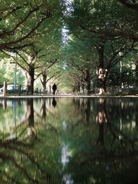 Reflection of trees in water