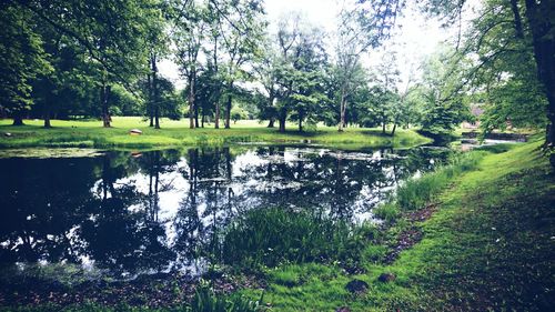 Scenic view of lake with trees in park