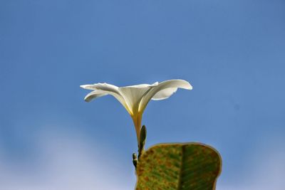 Low angle view of white flowering plant against blue sky