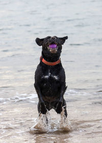 Dog running in a sea