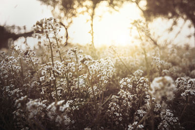 Close-up of plants growing on field against bright sun