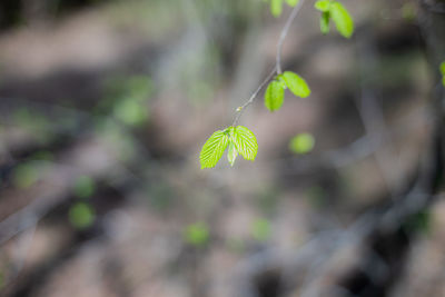 Close-up of fresh green plant