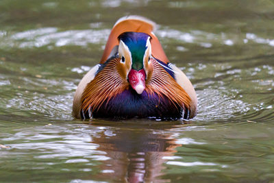 Duck swimming in lake