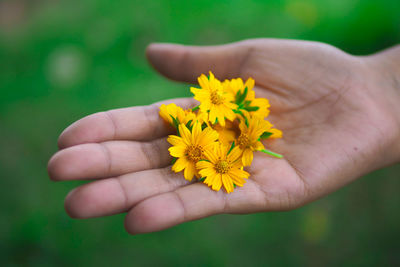 Close-up of hand holding yellow flowers outdoors