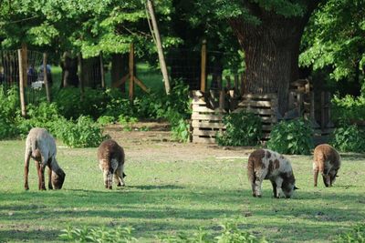 Horses in a field