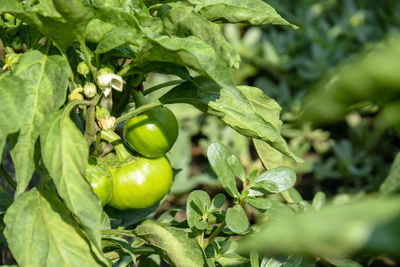 Close-up of tomatoes growing on plant