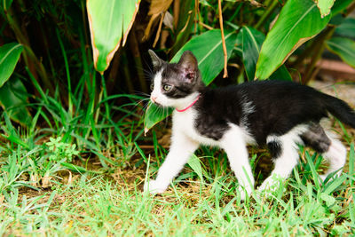 Cat sitting in a field