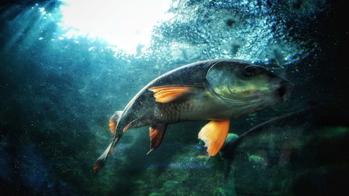 Close-up of fish swimming in aquarium