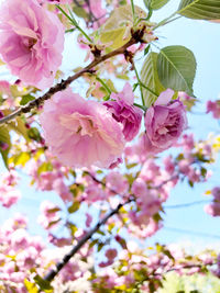 Low angle view of pink cherry blossom