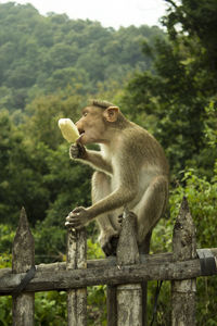 Side view of monkey on railing against trees