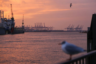 Seagulls on shore against sky during sunset