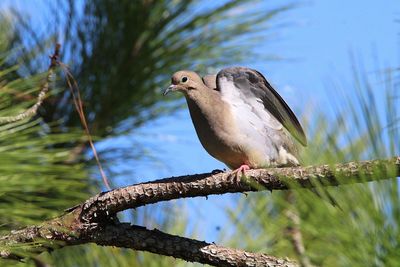 Low angle view of bird perching on branch