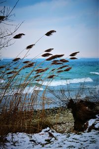 Birds on beach against sky