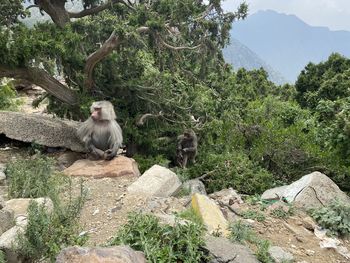 Monkey sitting on rock against trees in forest