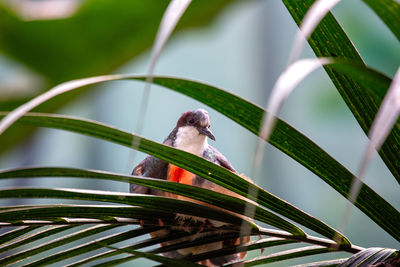 Close-up of bird perching on plant