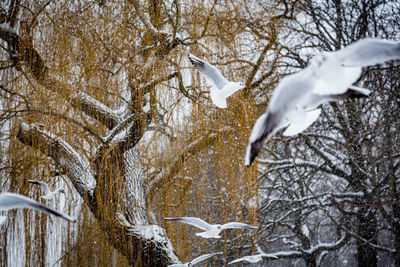 Bird flying over snow covered landscape