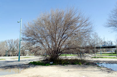 Bare trees against clear sky