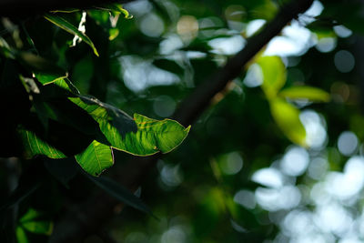 Close-up of leaves against blurred background