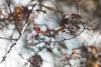 Close-up of cherry blossom on branch