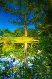 Scenic view of lake against trees in forest