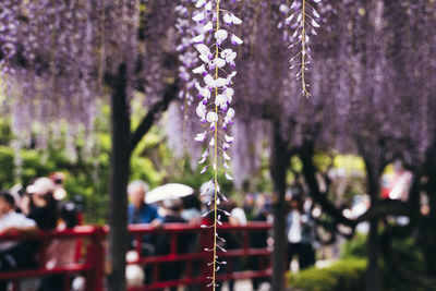 Close-up of purple flower hanging on tree