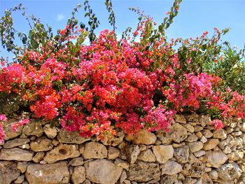 Low angle view of pink flowering plants against sky