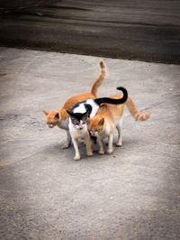 High angle view of dogs on road