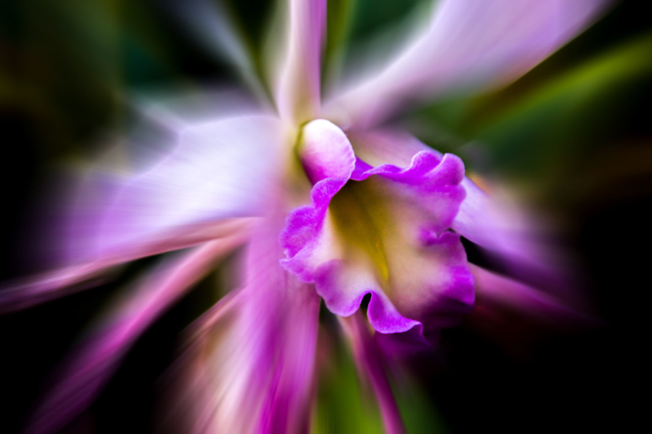 flower, flowering plant, beauty in nature, plant, freshness, petal, close-up, fragility, purple, inflorescence, flower head, macro photography, nature, growth, pink, no people, magenta, selective focus, vibrant color, springtime, blossom, macro, outdoors, botany, multi colored, abstract