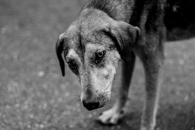 Close-up portrait of a dog