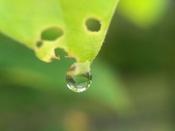 Close-up of insect on plant