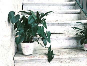 Close-up of plant growing on wall