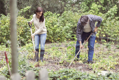 Mid adult couple working together in vegetable garden