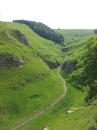 Road passing through forest