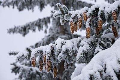 Close-up of frozen tree during winter